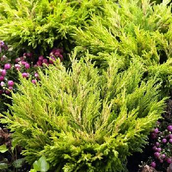 Можжевельник горизонтальный Juniperus horizontalis 'Lime Glow'